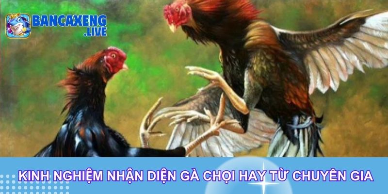 Kinh nghiệm nhận diện gà chọi hay từ chuyên gia
